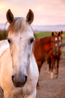 Wildlife/Animals